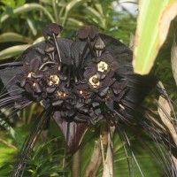 Tacca chantrieri André